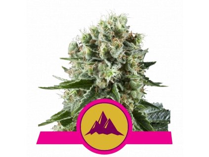 critical kush.png