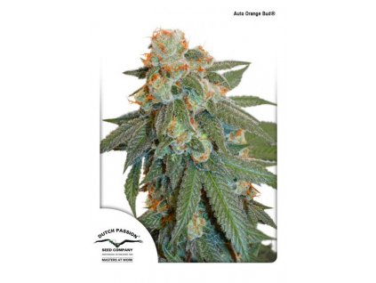 semena konopi dutch passion auto orange bud® autoflowering 3 a 7 ks