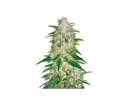 gelato auto fast buds autoflowering