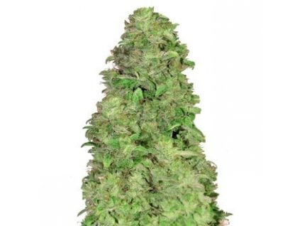 fastbuds autoflowering cbd Auto 20 feminized