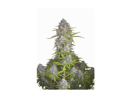 orange sherbet auto fast buds premium autoflowering