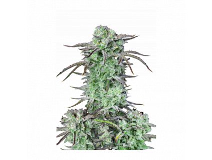 strawberry banana auto fast buds premium autoflowering