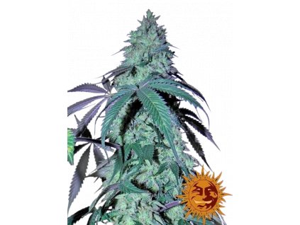 blue gelato 41 feminizovana seminka 3 ks barneys farm.png