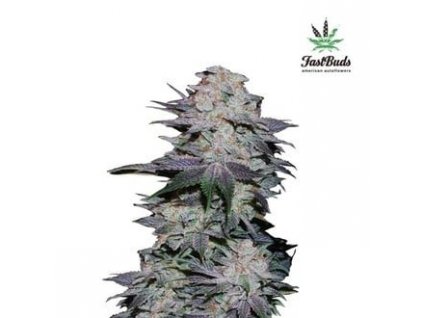 fastbuds autoflowering blackberry Auto feminized