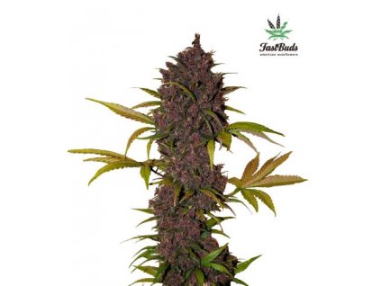 lsd 25