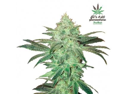 stardawg 5
