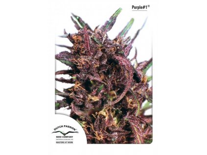 semena konopi dutch passion purple 1 feminizovana 3 5 a 7 ks (1)