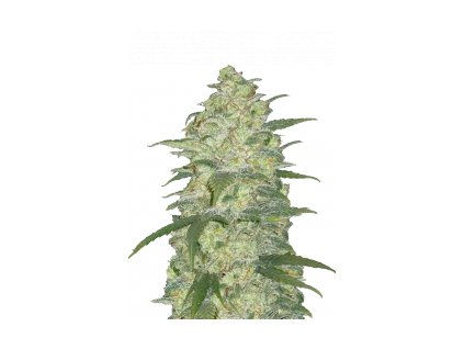 white widow auto fast buds original autoflowering