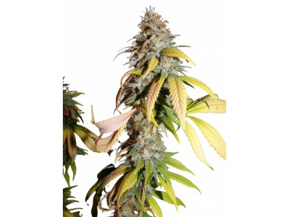 nebula cannabis seed.png