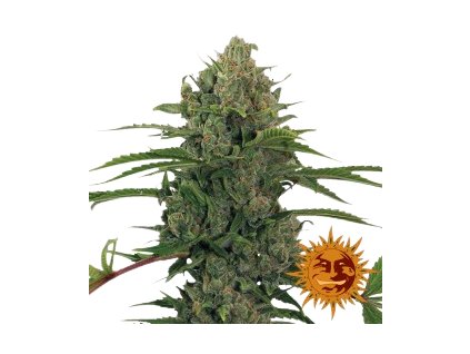 critical kush auto barneys farm.png