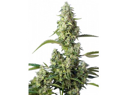 gorilla girl xl auto sweet seeds.png