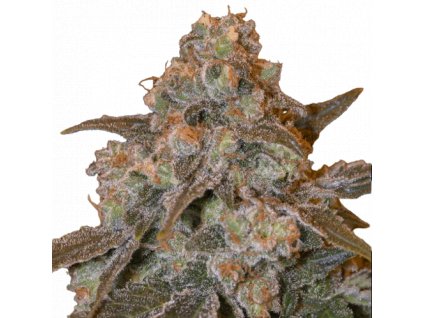 gorilla frost fem sensi seeds.png