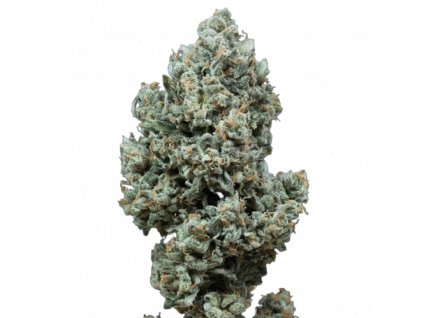 critical 2.0 auto silent seeds.png