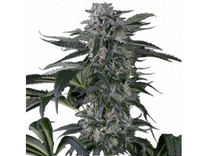 moby dick auto silent seeds.png