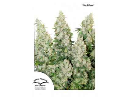 semena konopi dutch passion think different fem autoflowering 3 a 7 ks