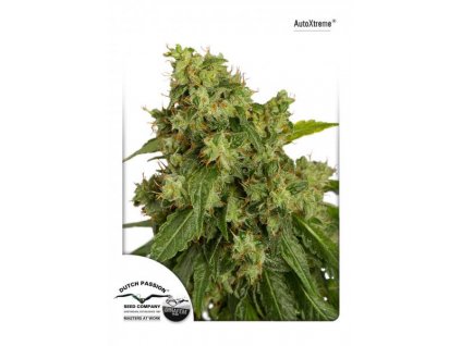 semena konopi dutch passion autoxtreme feminizovana autoflowering[6]