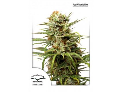 semena konopi dutch passion autowhite widow feminizovana autoflowering