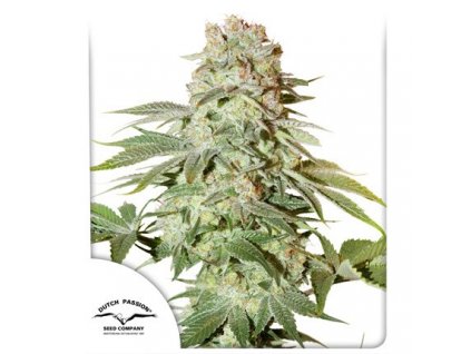 semena konopi dutch passion auto power plant® 3 a 7 ks