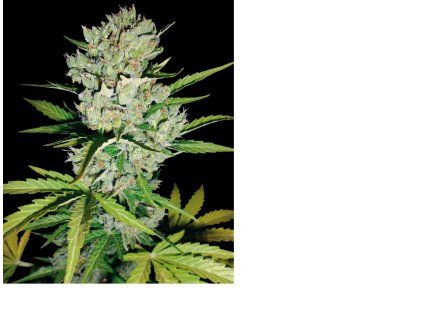 super skunk