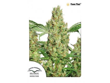 semena konopi dutch passion power plant standardizovana 10ks