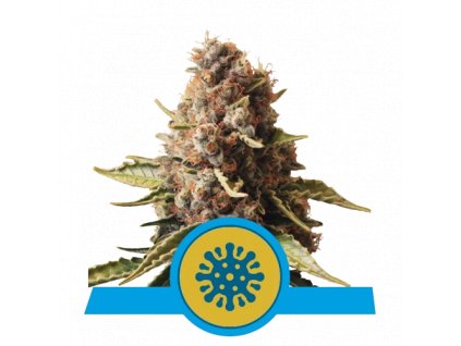 cbd seminka euphoria.png