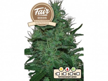 fair seeds auto amnesia.png