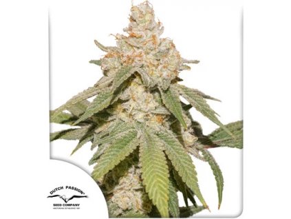 Auto SFV OG