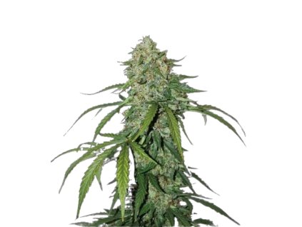 cbd 11 silver lime haze auto.png (2)