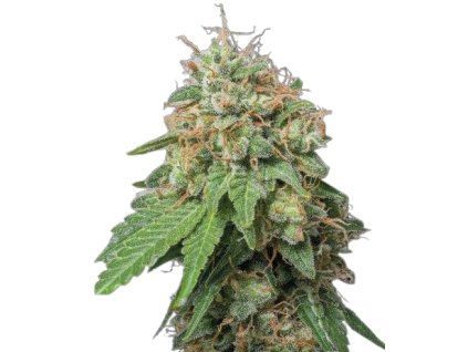 Green Crack Auto Feminizovaná Semena konopí Seedstockers
