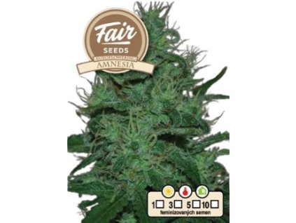 auto amnesia