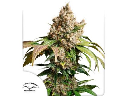 red tropicana cookies auto.png