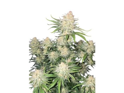 m tsp frostbanger auto transparent 1739975381