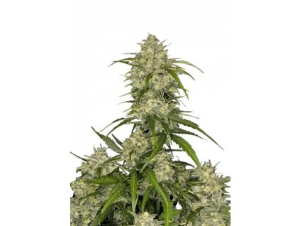 m tsp sour jealousy auto transparent 1706384851