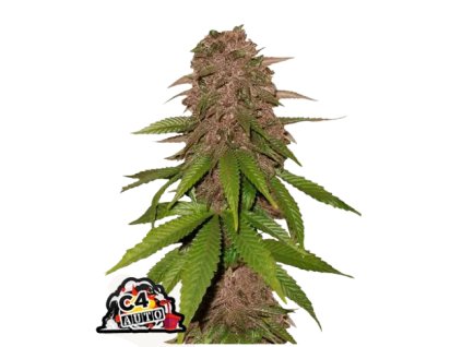 c4 auto fast buds.png