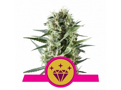 special kush rqs.png