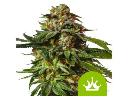 special queen auto rqs