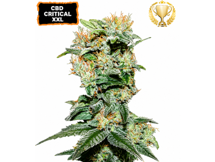 CBD Critical XXL