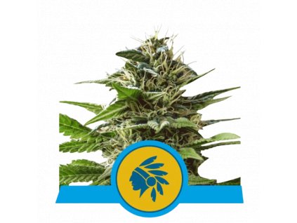 cbd seminka tatanka pure royal queen seeds.png