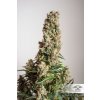 semena konopi dutch passion auto orange bud® 3 a 7 ks[3]