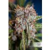 semena konopi dutch passion auto orange bud® 3 a 7 ks[2]