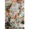 semena konopi dutch passion auto orange bud® 3 a 7 ks[1]