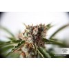 semena konopi dutch passion auto orange bud® 3 a 7 ks