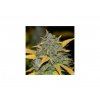 1548 2 fast buds gelato auto feminizovana autoflowering