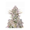 purple punch auto fast buds premium autoflowering