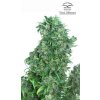 semena konopi dutch passion think different feminizovana autoflowering[4]