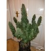 semena konopi dutch passion think different feminizovana autoflowering[2]
