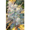 semena konopi dutch passion think different feminizovana autoflowering[5]