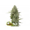 2850 seedstockers bcn critical xxl auto feminizovana autoflowering