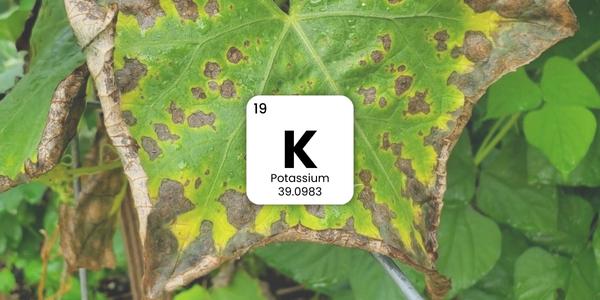 Potasiul – cum recunoști deficitul de potasiu la plante?