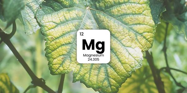 Magneziul – cum recunoști deficitul de magneziu la plante?